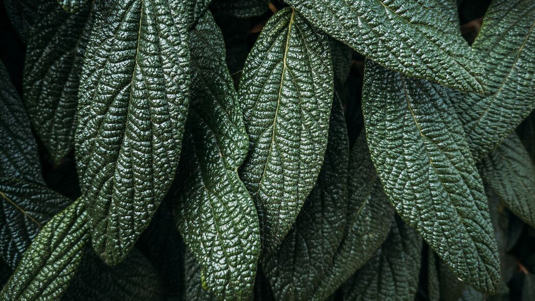 叶子 植物 宏 绿色 表面 4k壁纸 3840x2160
