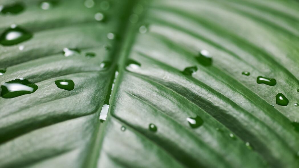 叶子 水滴 湿 绿色 表面 宏观 4k壁纸 3840x2160