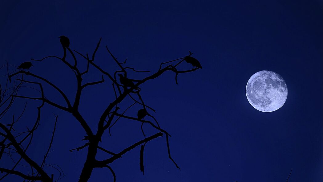 树 月亮 鸟 夜晚 深色 4k壁纸 3840x2160
