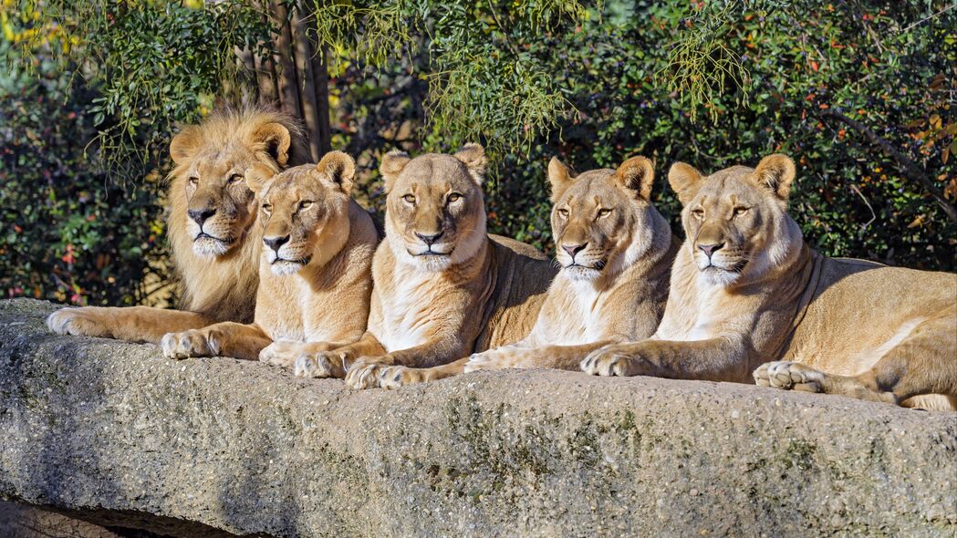 狮子 捕食者 大猫 动物 野生动物 4k壁纸 3840x2160