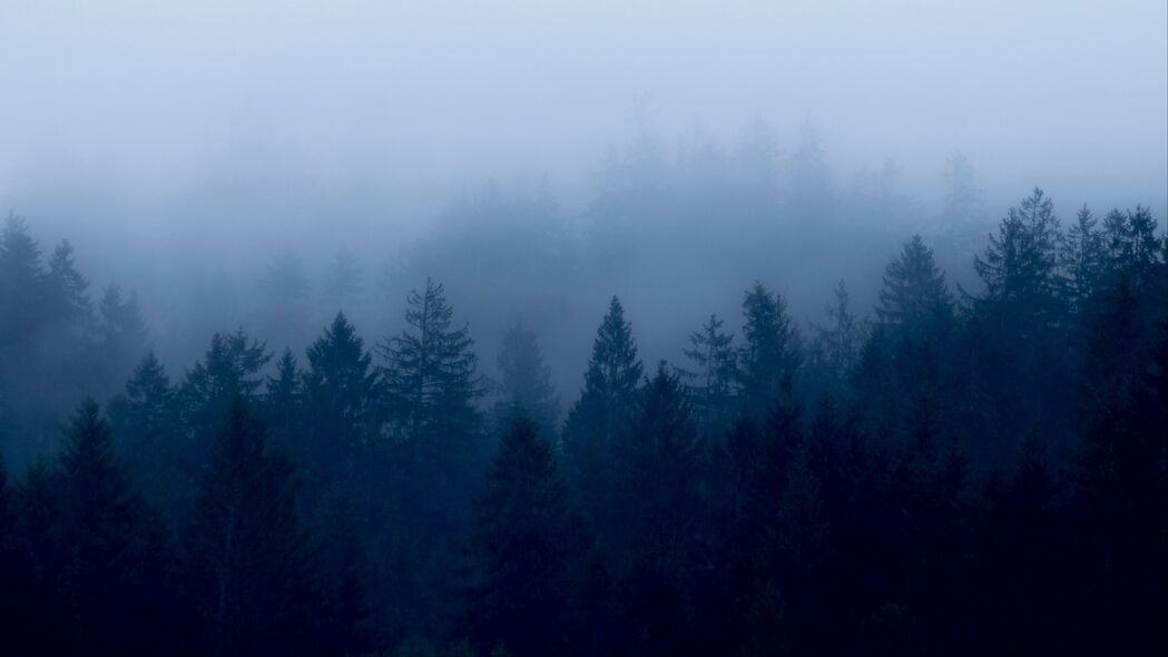 森林 雾 树木 黄昏 4k壁纸 3840x2160