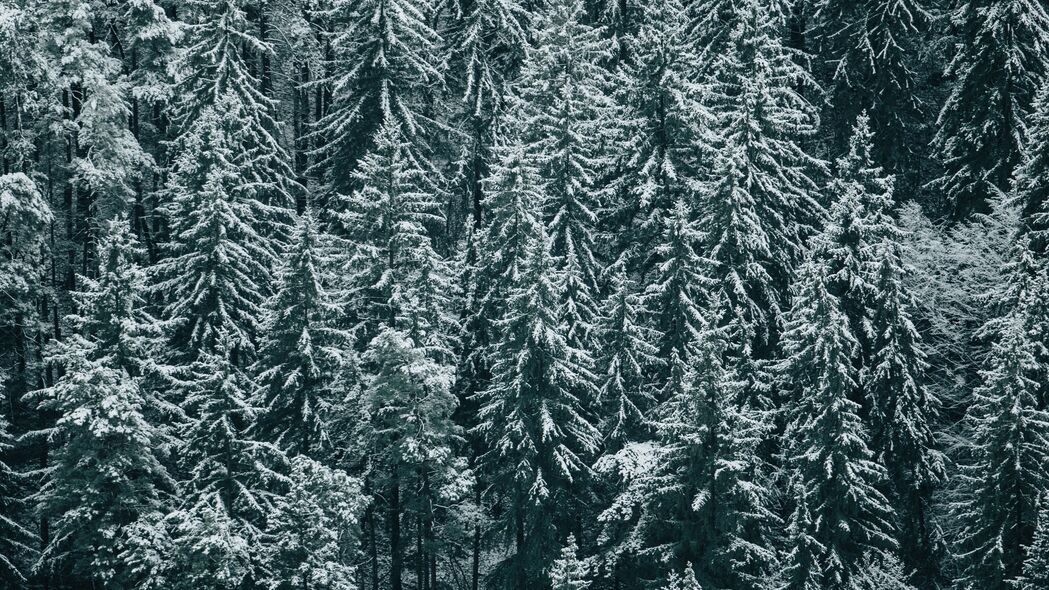 森林 树木 雪 冬天 冷杉 4k壁纸 3840x2160
