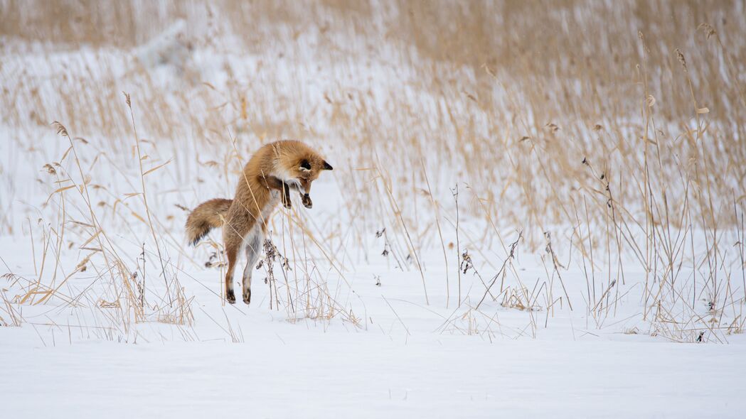狐狸 跳跃 狩猎 动物 雪 冬季 4k壁纸 3840x2160