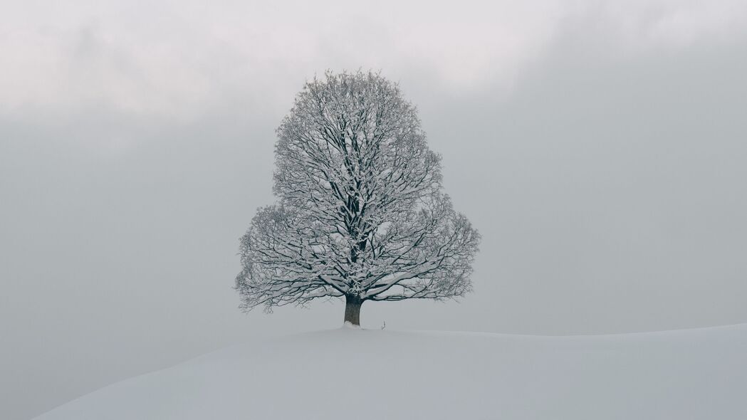 树 雪 冬天 自然 白色 4k壁纸 3840x2160
