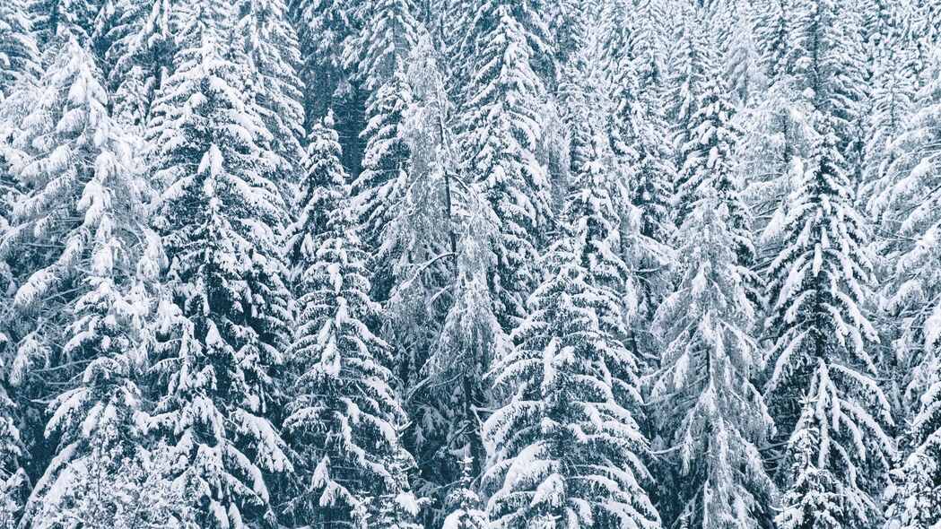森林 雪 云杉 树木 冬季 4k壁纸 3840x2160