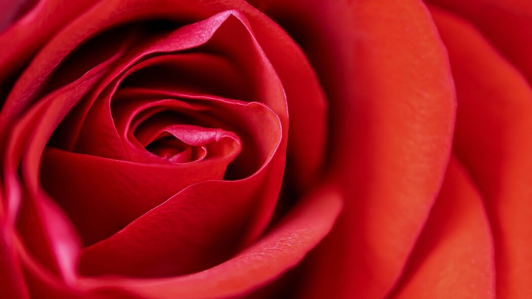 玫瑰 花 花瓣 宏 红色 4k壁纸 3840x2160