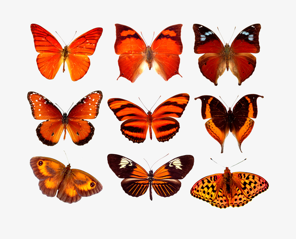蝴蝶,彩色,真实,标本
