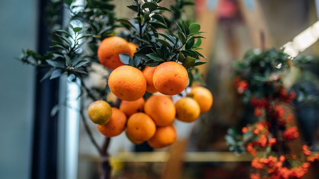 橙子 水果 树枝 植物 柑橘 4k壁纸 3840x2160