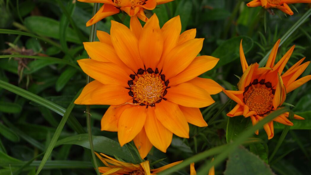 花朵 橙色 植物 宏观 4k壁纸 3840x2160