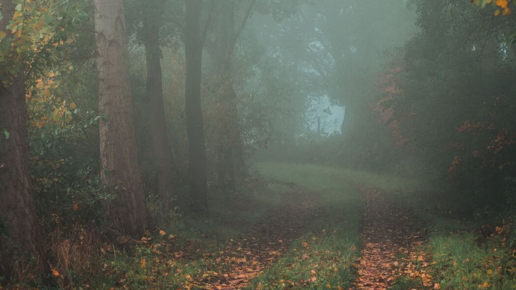 森林 路径 雾 秋季 4k壁纸 3840x2160