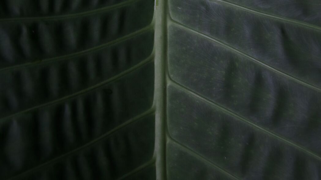 叶子 表面 宏 植物 4k壁纸 3840x2160