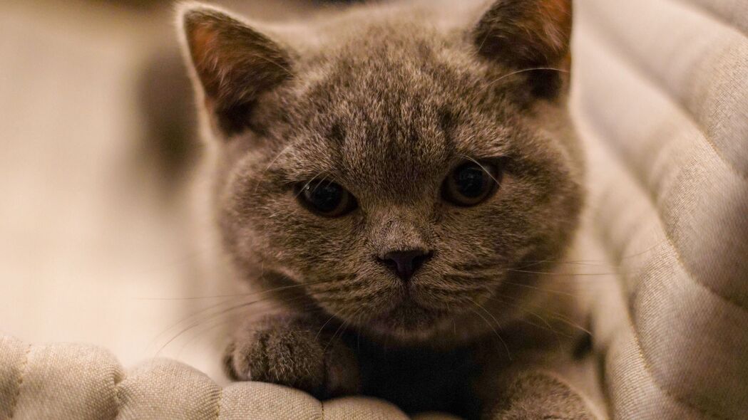 英国短发 猫 小猫 宠物 灰色 4k壁纸 3840x2160