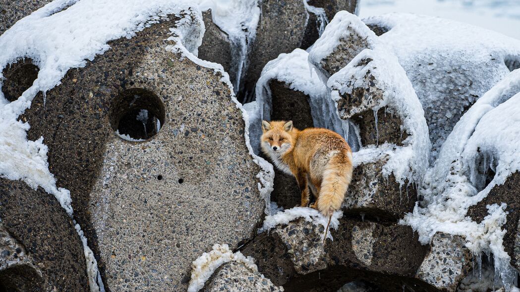 狐狸 动物 红色 毛茸茸的 野生动物 4k壁纸 3840x2160