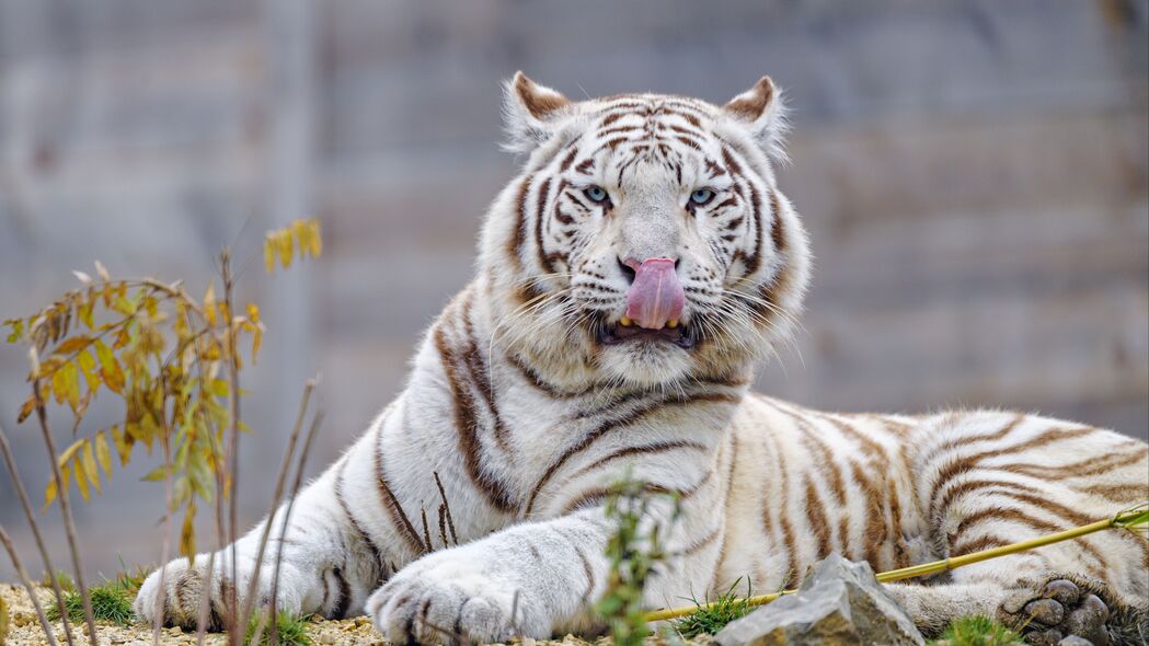 白虎 老虎 突出的舌头 大猫 捕食者 4k壁纸 3840x2160