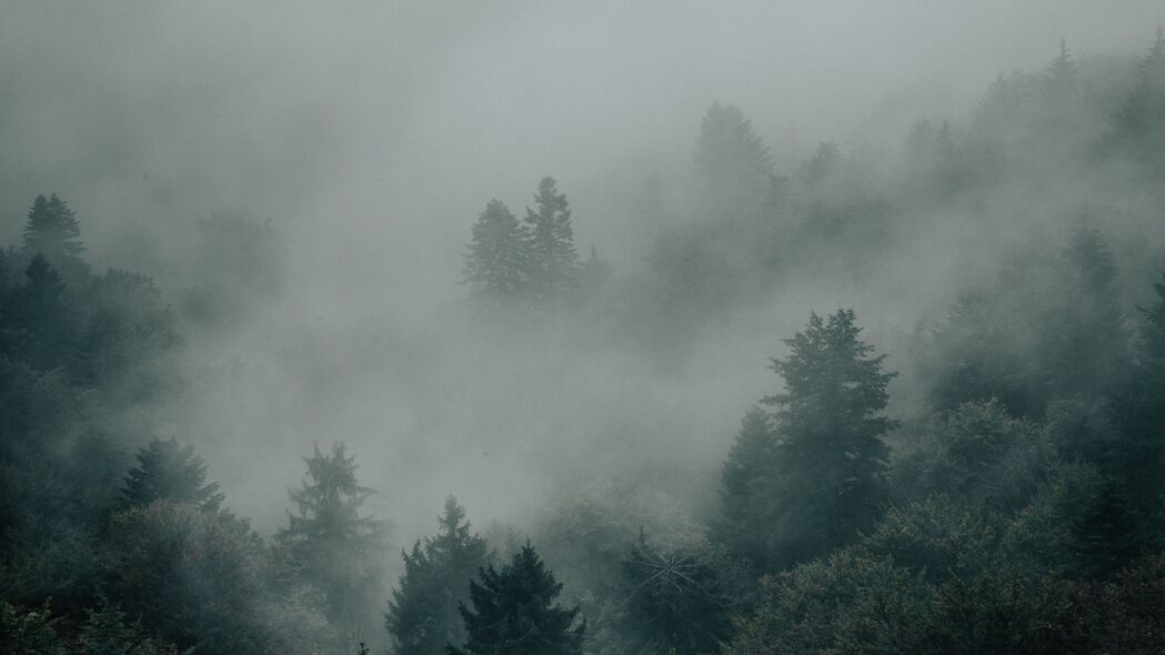 云杉 森林 树木 雾 黑暗 4k壁纸 3840x2160