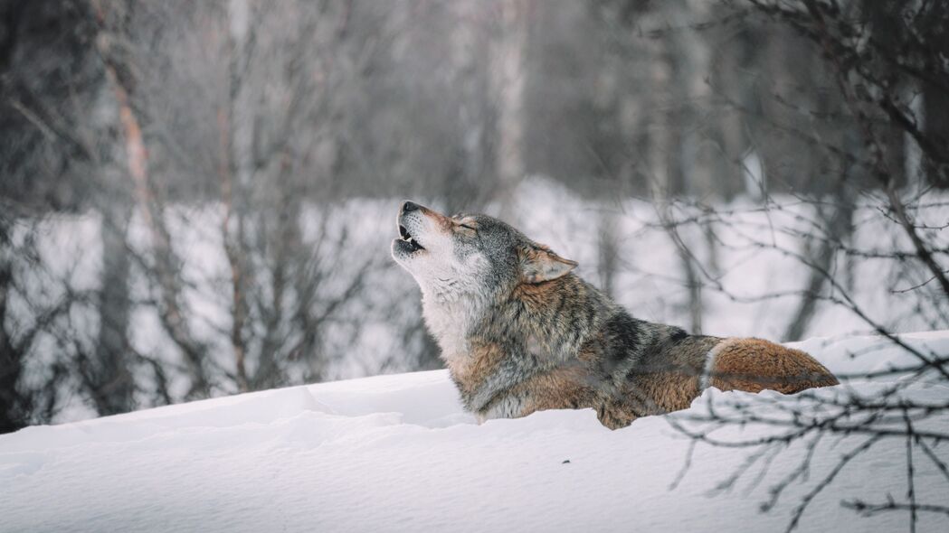 狼 嚎叫 捕食者 雪 野生动物 4k壁纸 3840x2160