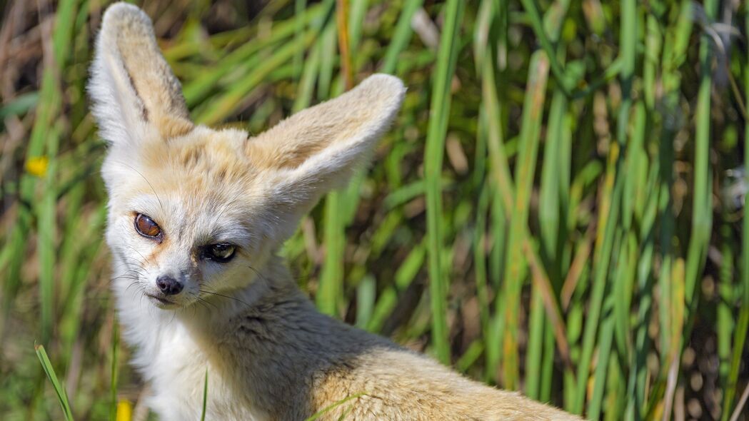 Fennec狐狸萌态可掬，4K高清壁纸，3840x2160超清分辨率，绿草如茵背景，尽享视觉盛宴！