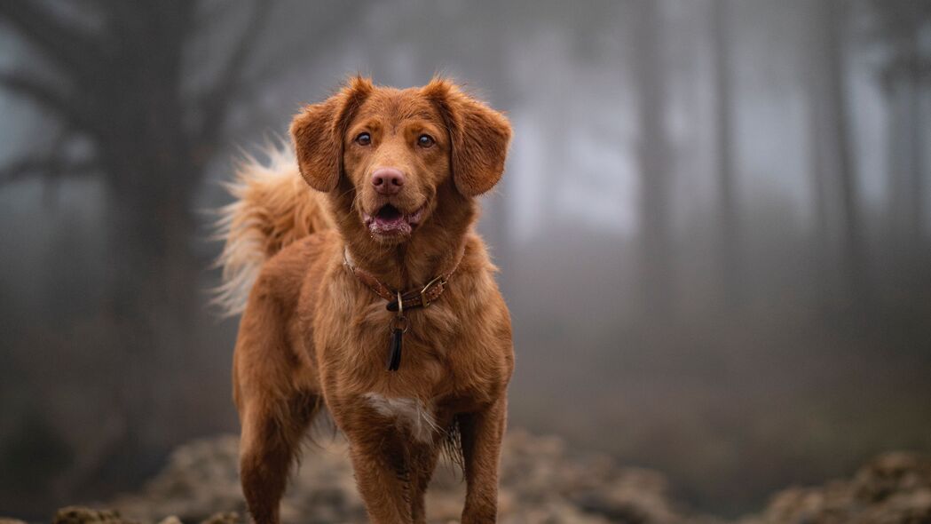 金毛猎犬寻回犬高清壁纸，石头上的狗狗一瞥，4K超清画质，3840x2160分辨率，精美动物图片免费下载