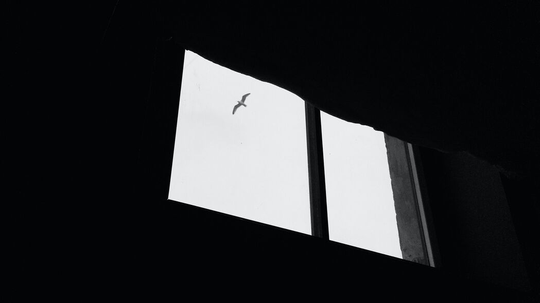 海鸥 鸟 窗户 天空 4k壁纸 3840x2160