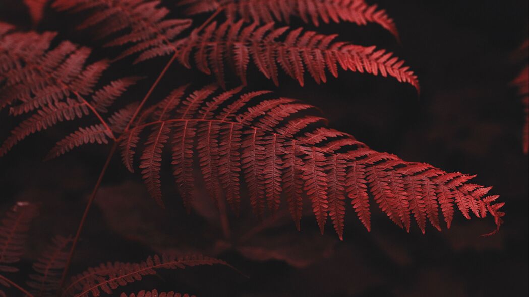 蕨类植物 叶子 宏 红色 4k壁纸 3840x2160