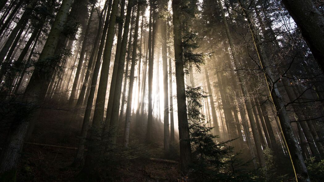 森林 树木 阳光 光线 自然 4k壁纸 3840x2160