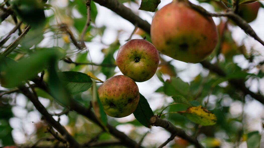 苹果 水果 花园 收获 树枝 4k壁纸 3840x2160