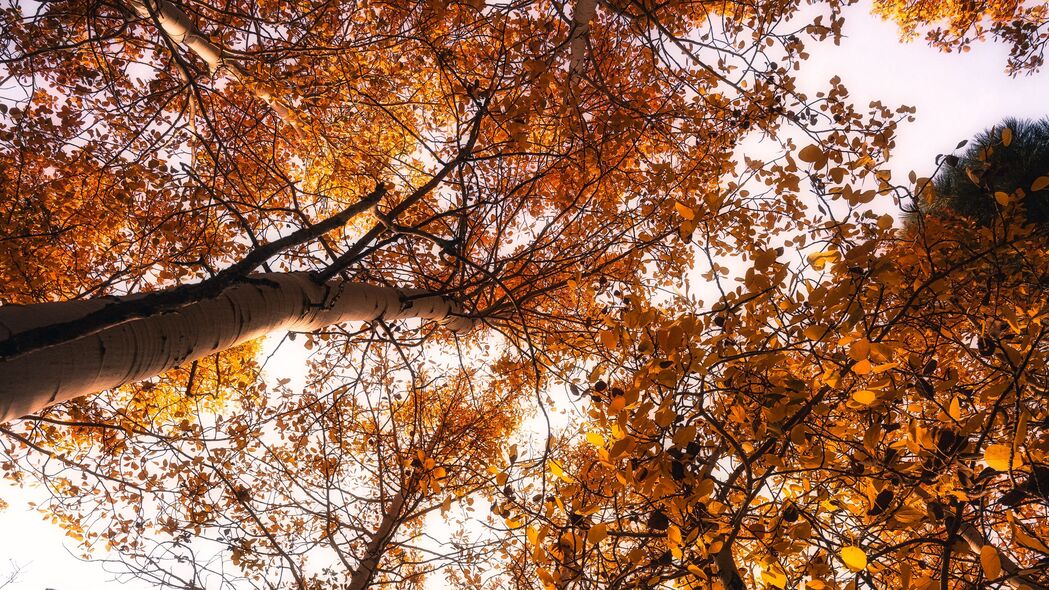树 树梢 天空 秋季 4k壁纸 3840x2160