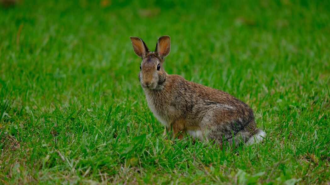 兔子 兔子 草 动物 4k壁纸 3840x2160