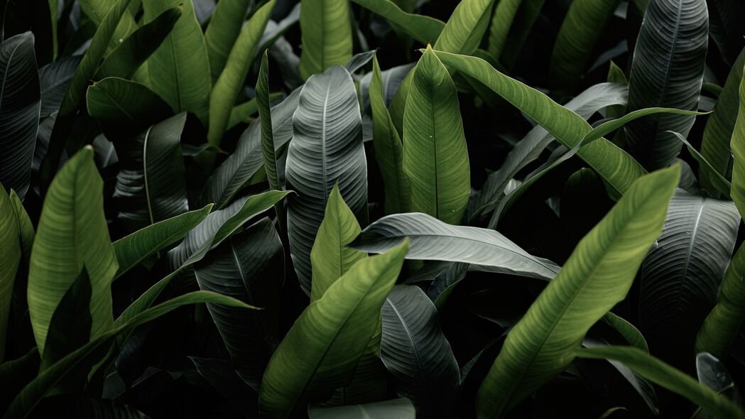 树叶 绿色 微距 植物 4k壁纸 3840x2160