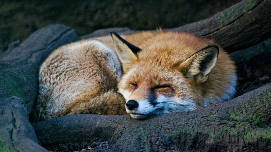 狐狸 睡眠 动物 野生动物 4k壁纸 3840x2160