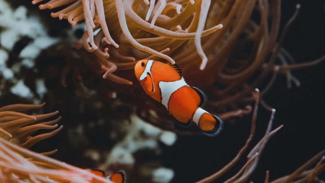 小丑鱼 鱼 珊瑚 珊瑚礁 藻类 水下 4k壁纸 3840x2160