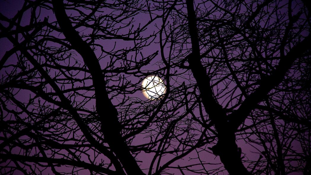 月亮 树枝 树 剪影 夜间 4k壁纸 3840x2160