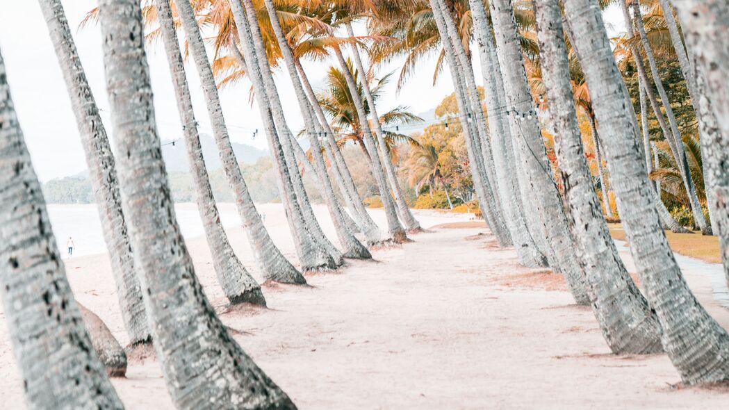 棕榈树 海滩 热带 树木 沙子 4k壁纸 3840x2160