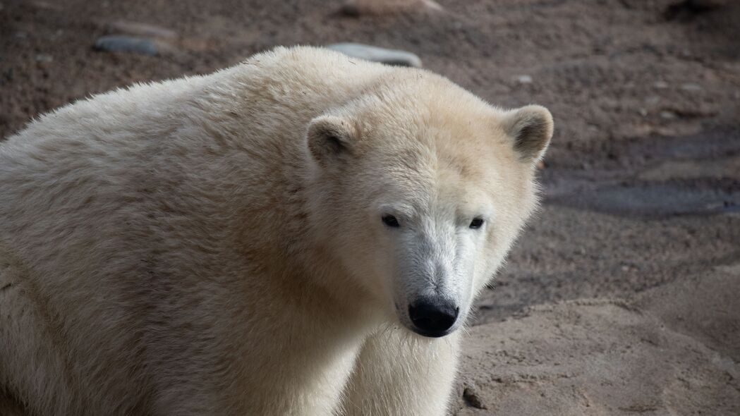 北极熊 熊 白色 动物 4k壁纸 3840x2160