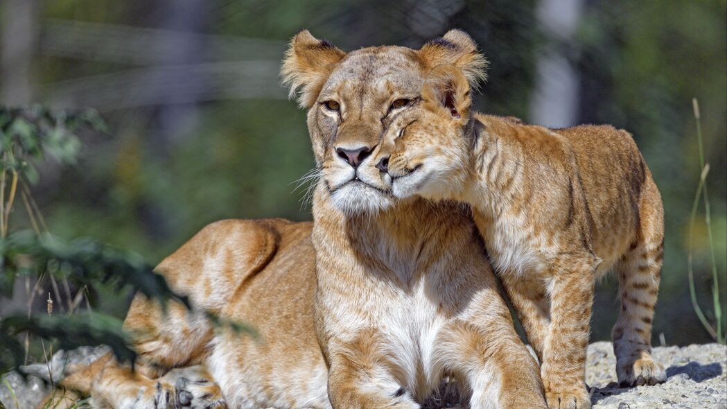 母狮 幼崽 家庭 可爱 关怀 大猫 4k壁纸 3840x2160