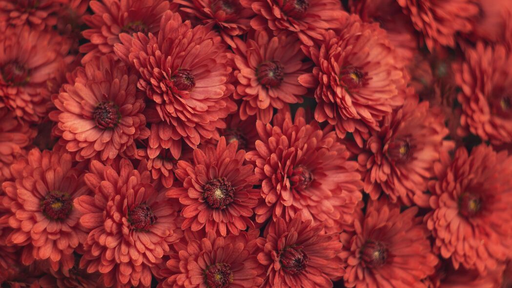 菊花 花朵 红色 宏观 4k壁纸 3840x2160