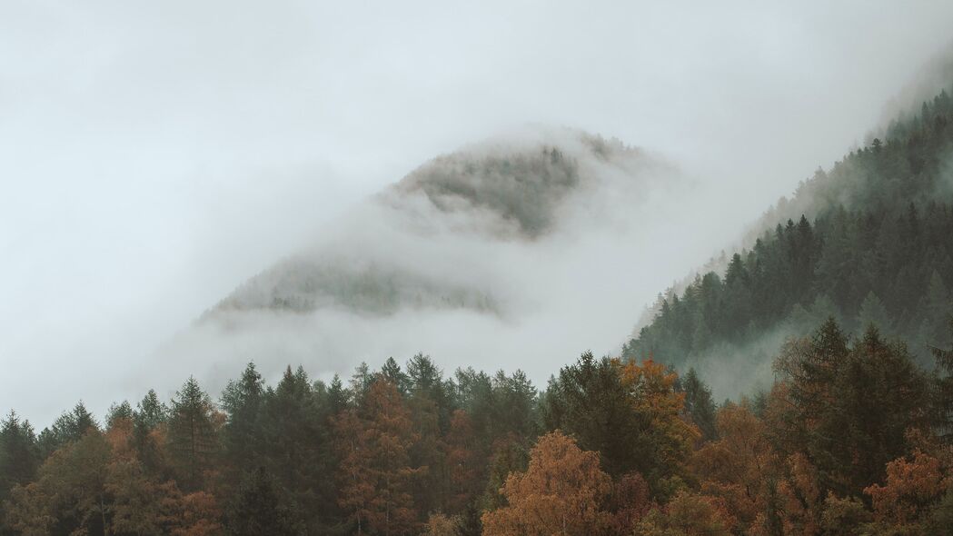 树 秋天 森林 雾 4k壁纸 3840x2160
