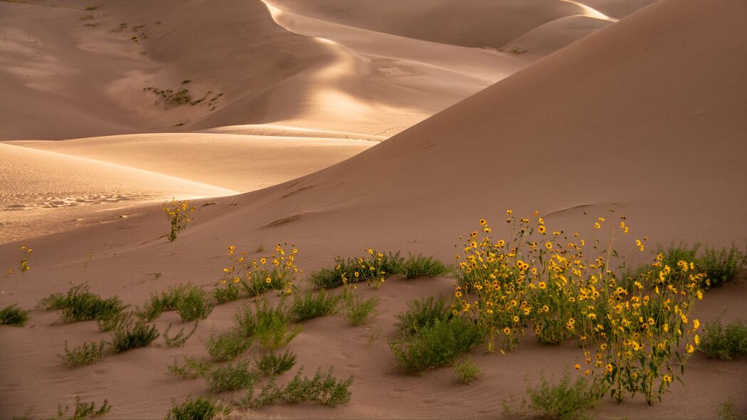 沙漠 沙子 花朵 沙丘 丘陵 4k壁纸 3840x2160
