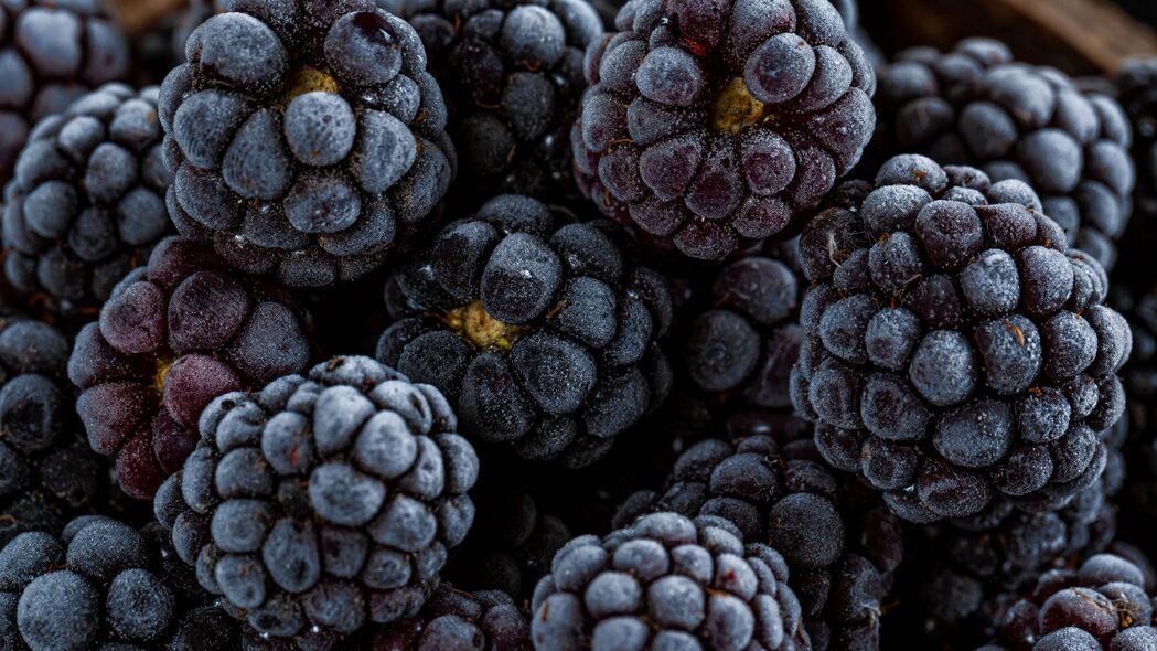 黑莓 浆果 水果 宏观 4k壁纸 3840x2160