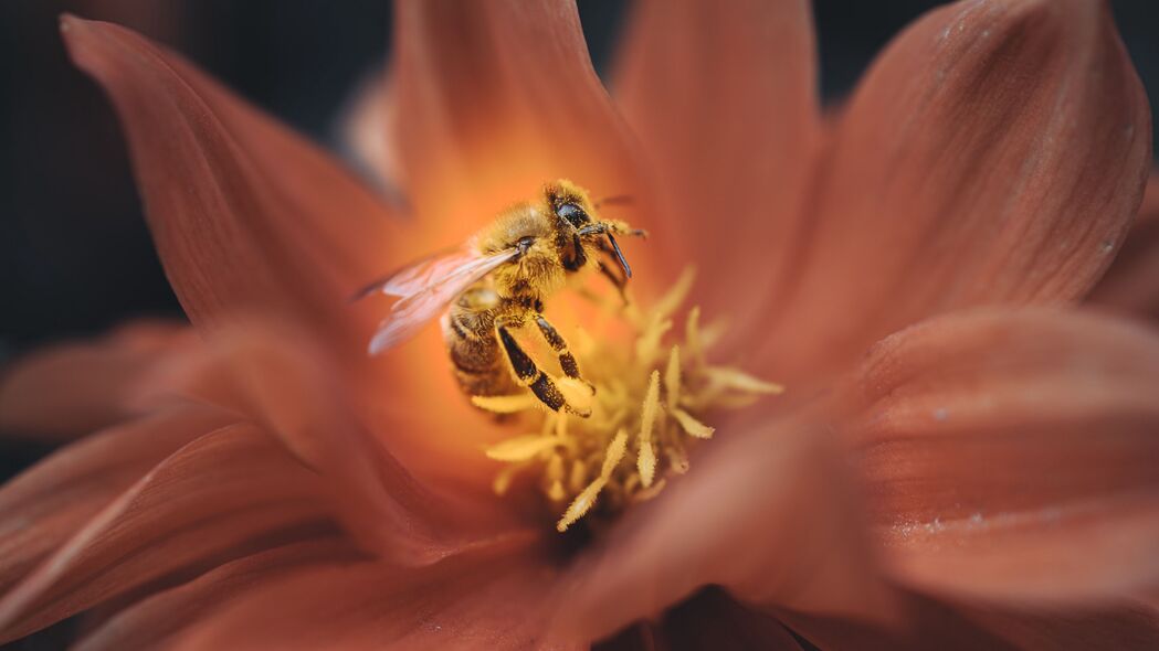 蜜蜂舞动花朵间，昆虫世界4K高清壁纸，宏美花瓣背景图片，3840x2160分辨率下载