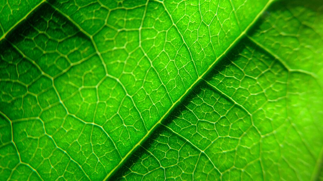 静脉 叶子 植物 宏观 绿色 4k壁纸 3840x2160