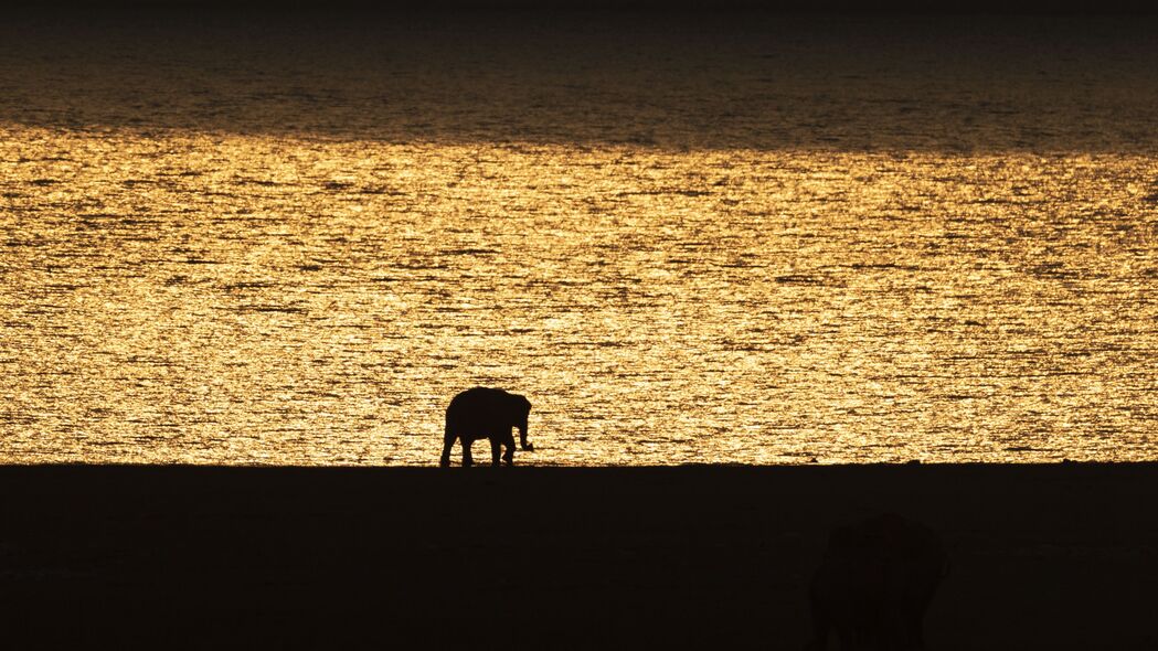 大象 剪影 日落 黑色 4k壁纸 3840x2160