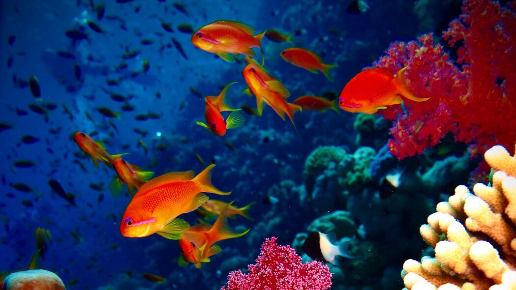 鱼 珊瑚 水族馆 珊瑚礁 4k壁纸 3840x2160