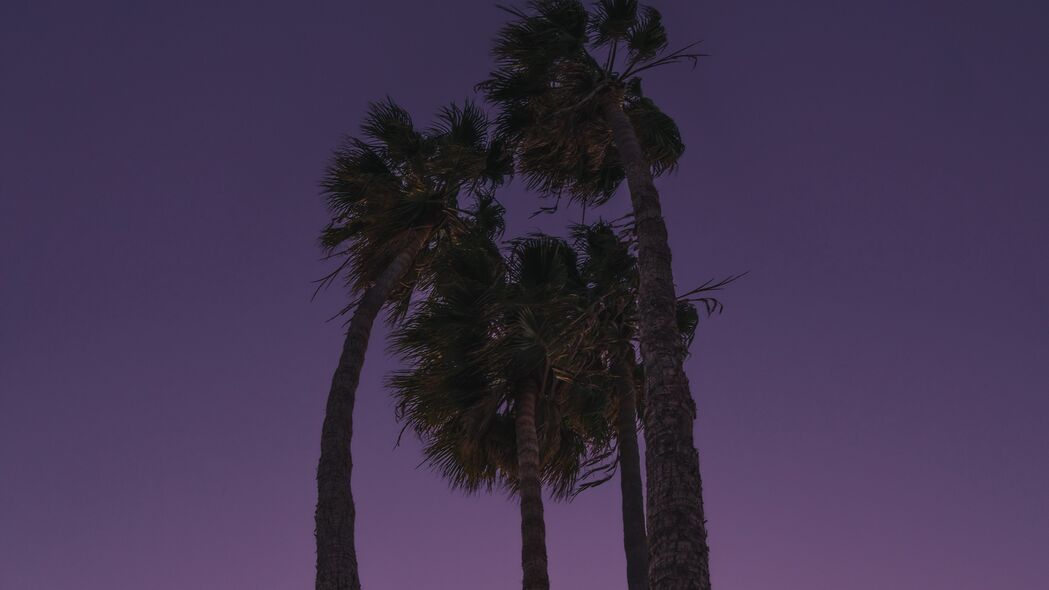 棕榈树 底部视图 晚上 月亮 4k壁纸 3840x2160