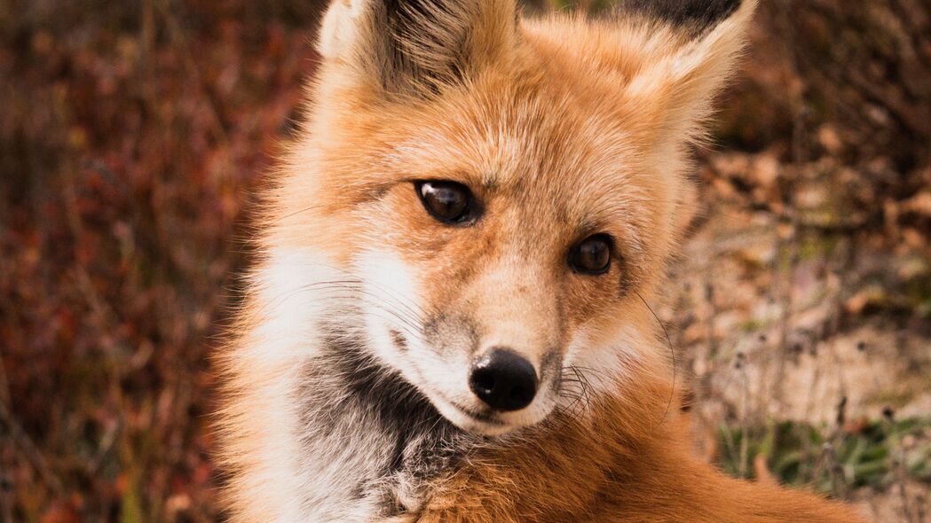 狐狸 动物 捕食者 可爱的 4k壁纸 3840x2160