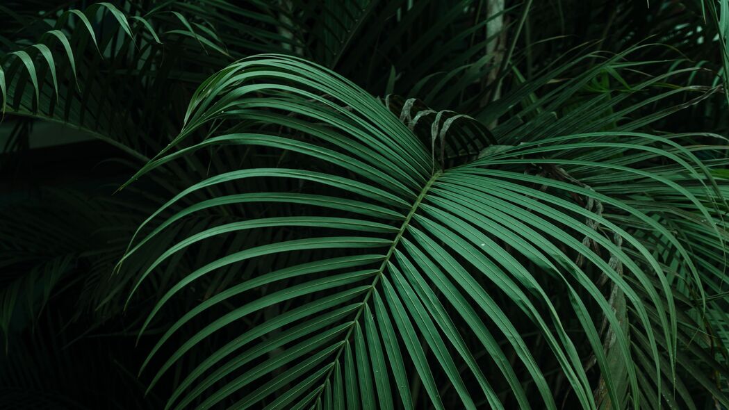棕榈 树叶 绿色 深色 4k壁纸 3840x2160