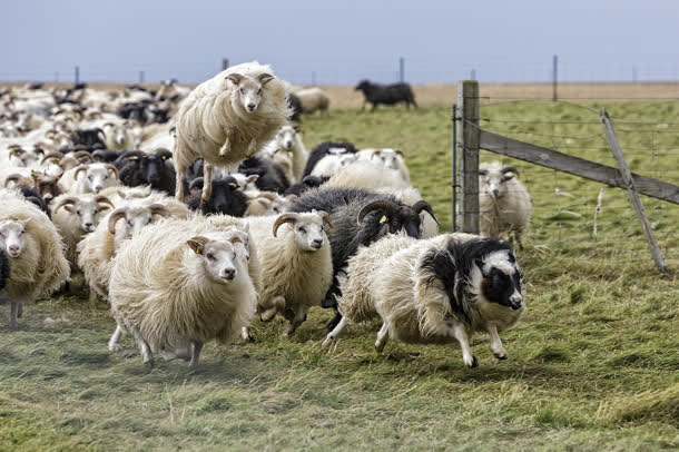 奔跑的羊群背景图片
