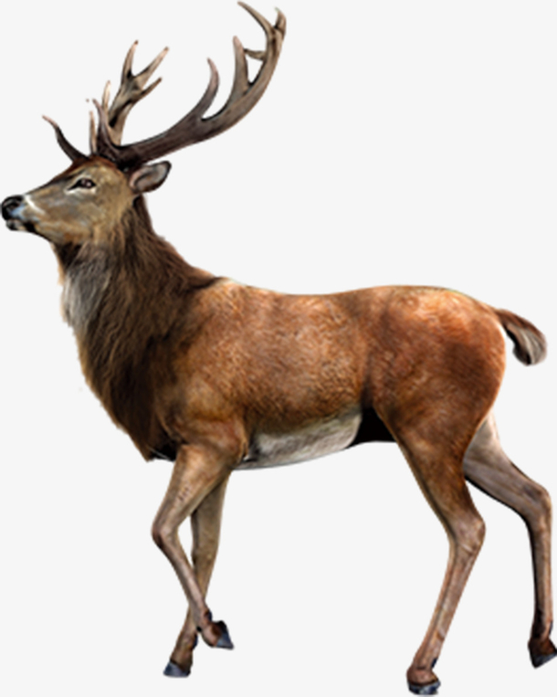 鹿自然动物元素