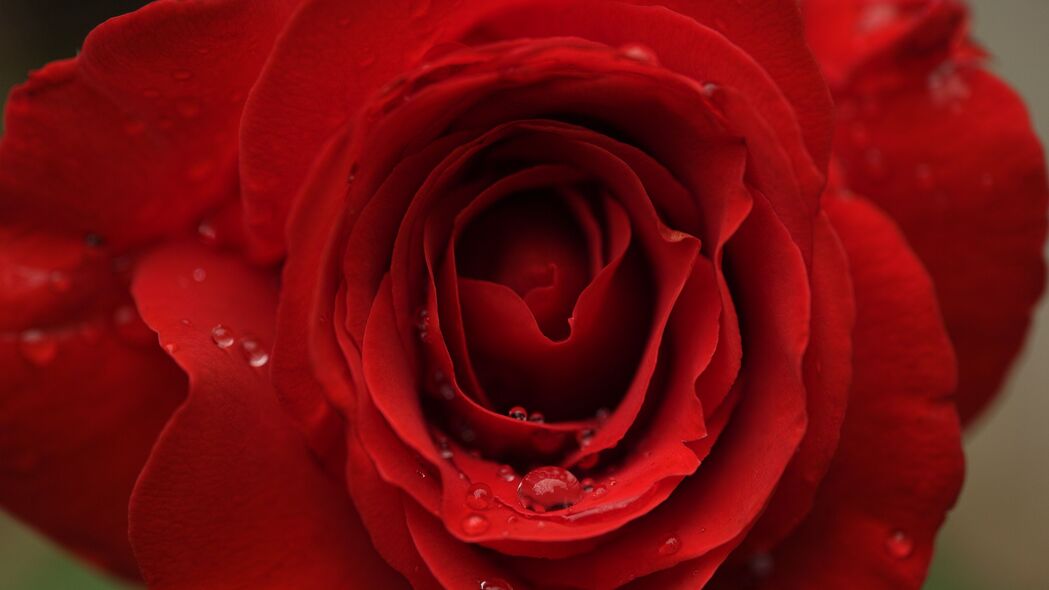 玫瑰 花瓣 水滴 宏 红色 4k壁纸 3840x2160