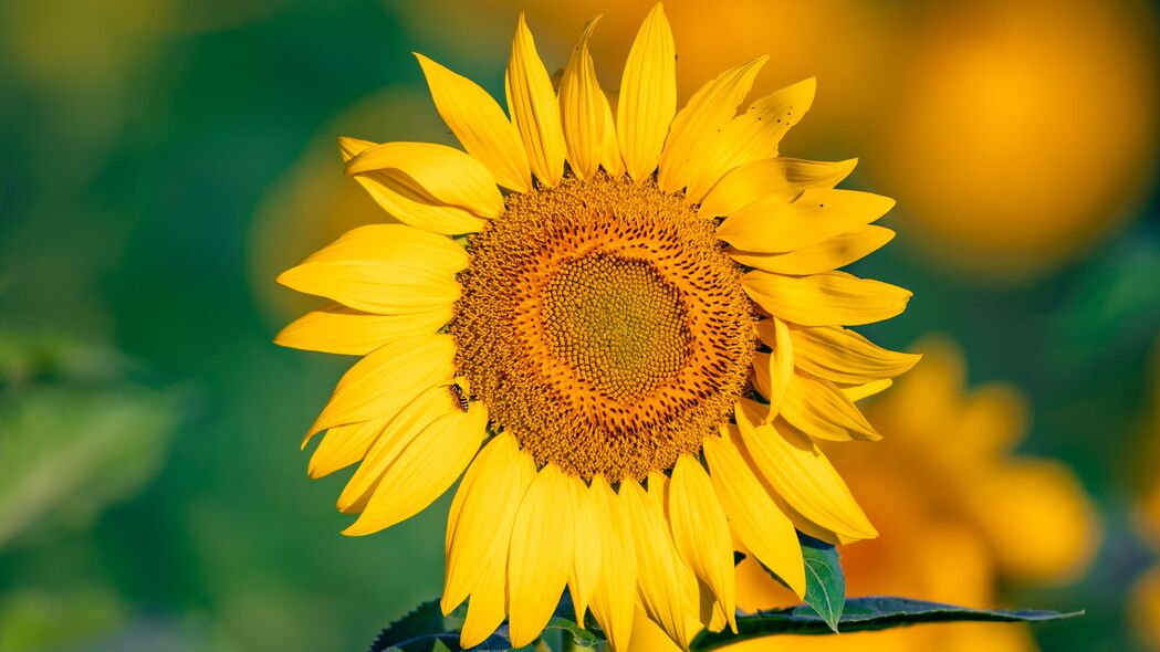 向日葵 花 花瓣 黄色 焦点 4k壁纸 3840x2160